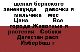 щенки бернского зененхунда. 2 девочки и 2 мальчика(2 мес.) › Цена ­ 22 000 - Все города Животные и растения » Собаки   . Дагестан респ.,Избербаш г.